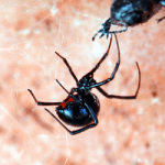 There are few spiders that inspire as much terror as a black widow and that is saying quite a bit