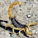 Scorpions are tough to find and many times, you won’t even see them, before you feel the sting